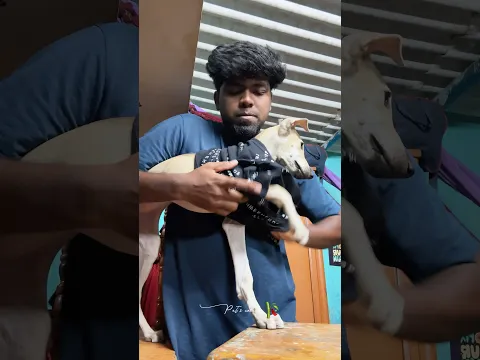 எங்க நாய்க்குட்டியை இன்னைக்கு ஹீரோ ஆக்கிட்டோம் 😂#dogvideos #dogvlog #petshorts #doglife #doglove