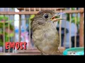 Download Lagu Emosi !! Burung Flamboyan Gacor Ngebren Rapat Nyerecet Cocok buat Pancingan