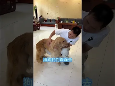 Un perro salvó el honor de su dueño en una carretera desierta