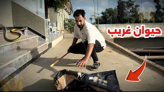 يا تري ايه الي في الشكاره مش هتصدق حصل ايه 