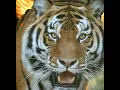 Fire Tiger Year 1986