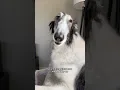 Download Lagu more recent things that have made abby cry #borzoi #lifeishard #shorts #snoot #dogs