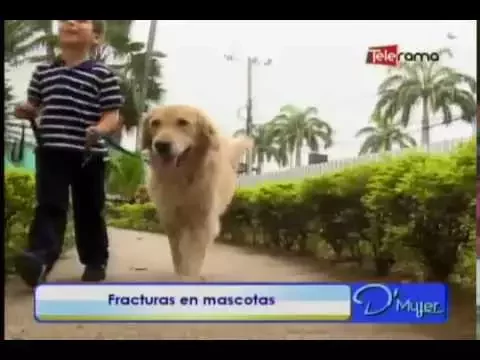 Fracturas en mascotas