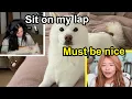 Miyoung gets jealous on Valkyrae s Dog Mika