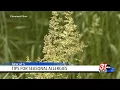 Brace for pollen Alabama s weekend allergy forecast hits high