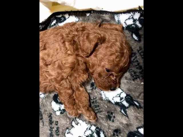 動画