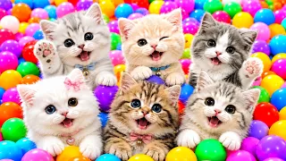 ANAK KUCING MEONG MEONG | Lagu Anak Anak | Lagu Anak Indonesia Populer Si Meong Kucing Lucu