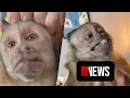 Monkey with 17 million TikTok followers dies