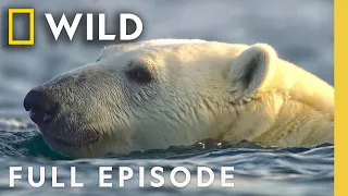 Polar Bear Survival (Full Episode) | OceanXplorers | Nat Geo Animals