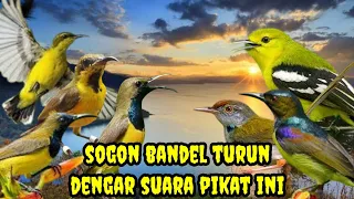 suara pikat sogok ontong sogon betina birahi prenjak bawah dan sirtu ngeker ampuh pikat burung a46