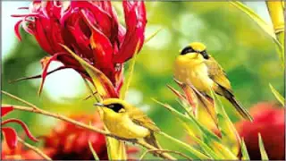 مصطفى قمر سبحان الله 