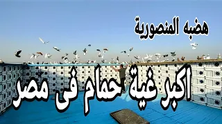 غية حمام هضبة المنصورية بنى يوسف كريم و ظاظا الحمام الغزار Egypt Swift Pigeons 