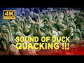 Download Lagu SOUND OF DUCK QUACKING | Duck Sounds, Curious Ducks Talking