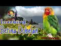 Download Lagu masteran ampuh pancingan lovebird betina dobelan.