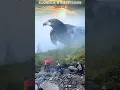 Download Lagu PENAMPAKAN BURUNG RAJAWALI RAKSASA DISAAT HIKING #amazing #movie #eagles
