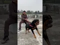 Download Lagu Rottweiler Daisy Protecting owner from Stranger attack😡🚨#rottweiler #security #protection