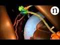 Download Lagu RNA interference (RNAi): by Nature Video