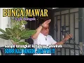 Tembang Melayu Nostalgia - BUNGA MAWAR (Live Cover) Melayu Irama Chacha