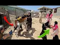 Download Lagu The betrayal of a cruel husband to steal goats and Fatima's fight against the conspiracies of...