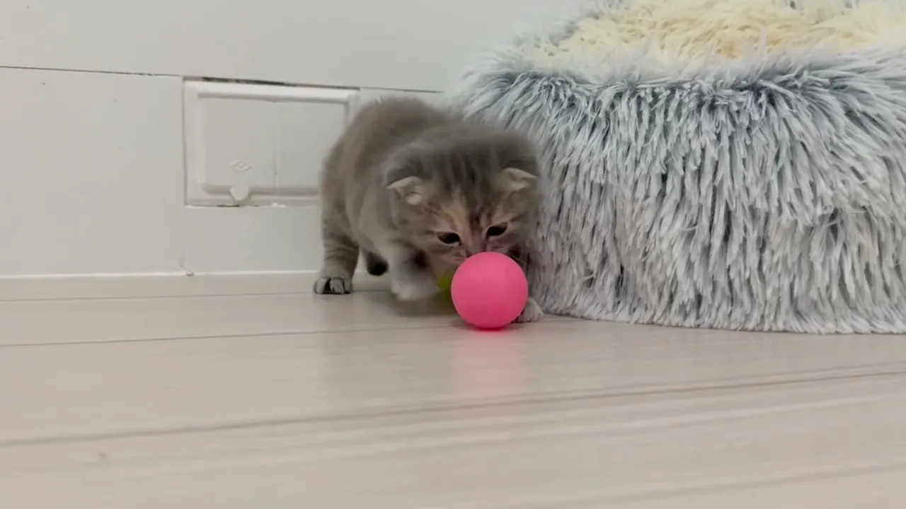 動画