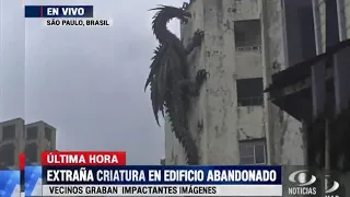 Pensaron Que Los Dragones Eran Un Mito… Hasta Que Grabaron ESTO 😱