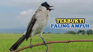suara burung kutilang gacor paling ampuh menekan rapat burung kutilang liar