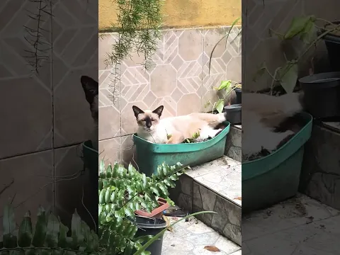 Look it's a Cat Plant 😻 🌳 🎋