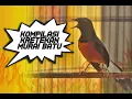 Download Lagu Kompilasi KRETEKAN dan Suara Awalan MURAI BATU untuk memancing EMOSI biar GACOR