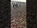 Download Lagu Jutaan Lobster Naik Ke permukaan Pantai karna Suhu Naik 40 derajat Celcius ! part 25 #viral #lobster