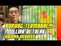 Lagu BURUNG TERMAHAL : PENAWARAN 1 MILIAR TAK MEMBUAT LOVEBIRD MERDEKA DI JUAL