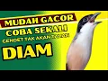 Download Lagu MUDAH TERPANCING GACOR❗❗ CENDET DIAM PASTI GACOR DENGAR SUARA BEGINI❗❗