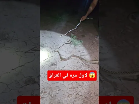 لن تصدق هاذه لولا تم تصويره