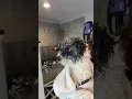 Millie - Pomapoo groom