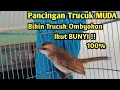 Download Lagu Burung Trucuk Muda Belajar Bunyi Ampuh Untuk Pancingan Trucuk Ombyokan