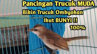 Download Burung Trucuk Muda Belajar Bunyi Ampuh Untuk Pancingan Trucuk Ombyokan MP3