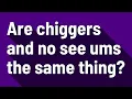 Are chiggers and no see ums the same thing