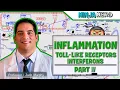 Download Lagu Immunology | Inflammation: Toll Like Receptors and Interferons: Part 4