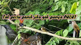 Download Cara mikat burung tanpa pulut untuk pemula agar berhasil dapat banyak burung MP3