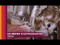 Download Lagu Die Bremer Stadtmusikanten - Märchen (ganzer Film auf Deutsch)