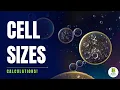 Calculating Cell Size