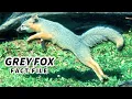 Grey Fox Facts also GRAY FOX facts Animal Fact Files