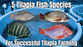 Download Mastering Tilapia Aquaculture: Species, Nutrition, and Tips MP3