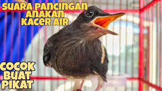 Download SUARA ANAKAN KACER AIR. COCOK BUAT PANCINGAN / PIKAT MP3