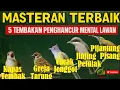 Download Lagu Jinjing Petulak, Greja Tarung, Kapas Tembak, Cucak Jenggot, Pijantung ll Masteran  Ijo Terbaik 🔥🔥