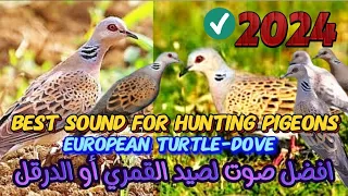 افضل صوت لجذب وصيد طائر القمري أو ترقل أثناء الهجرة من مسافات بعيده دندنها