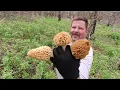 Find Big Yellow Morel Mushrooms hunt the Sycamore Duff