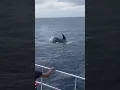 Download Lagu Whale watching in Mirissa, Sri Lanka | Traworlux | Visit Sri Lanka