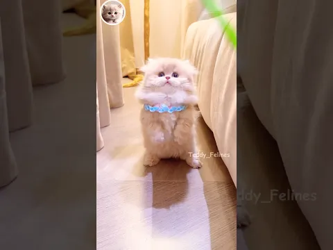 Kittens Are So Sweet and Cute🧸😻💕 #cat #cute #cats #kitten