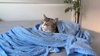 シーツに包まって優雅にお昼寝してるもちです