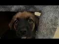Chula Vista hosts pet adoption open house event amid over capacity NBC 7 San Diego
